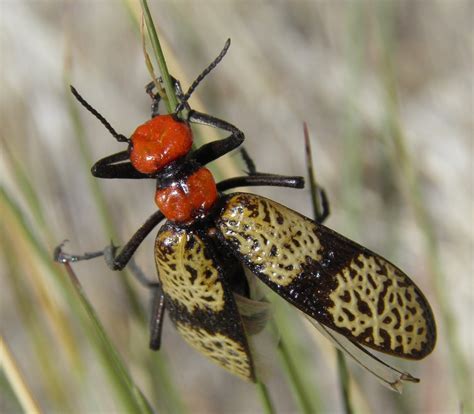 Arizona: Beetles, Bugs, Birds and more: Insects at Sabino Canyon