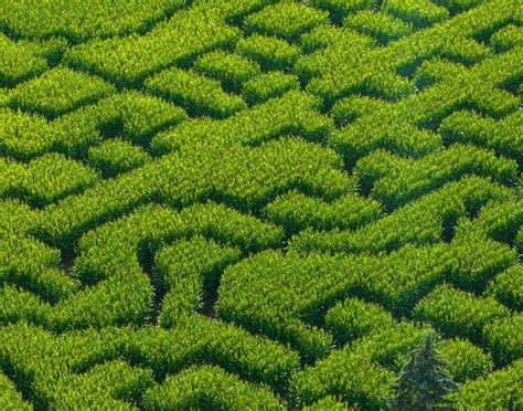 Premium Photo | High angle view of maze in corn field labyrinth concept ...