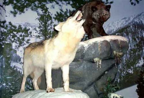 Beavers Bend Wildlife Museum & Cabin Rentals | TravelOK.com - Oklahoma's Official Travel ...