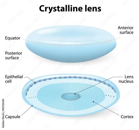 crystalline lens anatomy Stock Vector | Adobe Stock