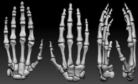 Human hand bones Wrist skeleton 3D model | CGTrader