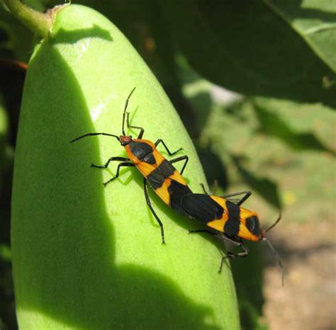 Milkweed bugs