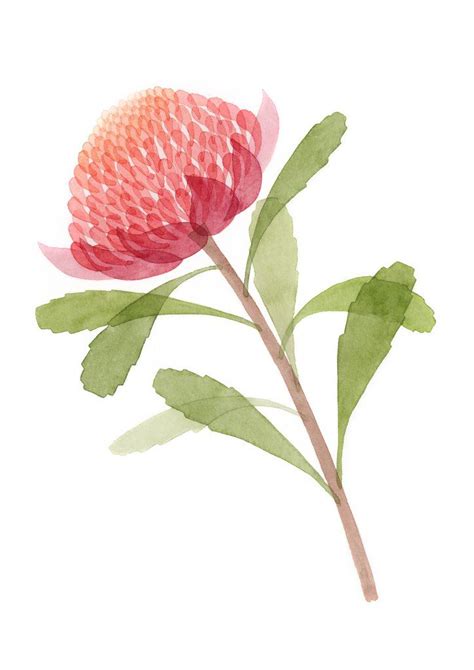 Waratah Fine Art Print | Watercolor flowers paintings, Australian flowers, Flower painting