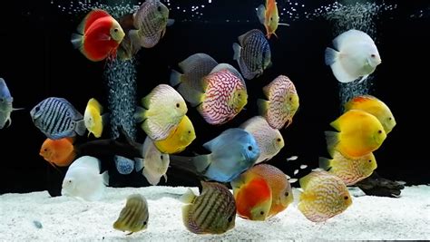 Best Tropical Fish Food & How to Feed Your Tropical Fish