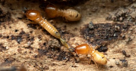 How To Prevent Termites In Wood Furniture: 9 Reliable Tips