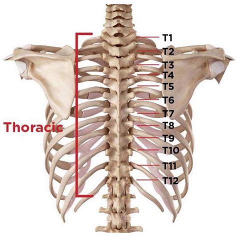 PhysioOsteoBook - THORACIC SPINE ⠀ [ANATOMY & FUNCTION]