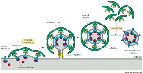 Vesicle_Transport