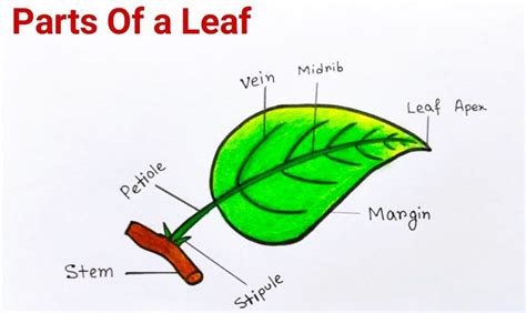 Parts of Leaf - Structure, Types How Leaves Work , Function and Diagram ...