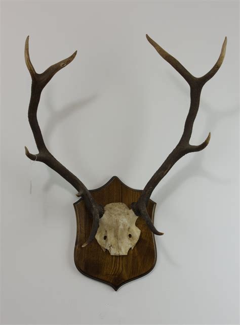 Red Deer Stag Antlers B3 - UK Bird Small Mammal Taxidermist Mike Gadd