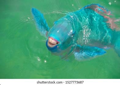 Parrot Fish Portrait Close Big Teeth Stock Photo 1527773687 | Shutterstock