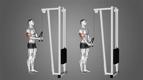 Cable Pushdown: Benefits, Muscles Worked, and More - Inspire US