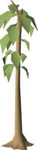 Teak tree - OSRS Wiki