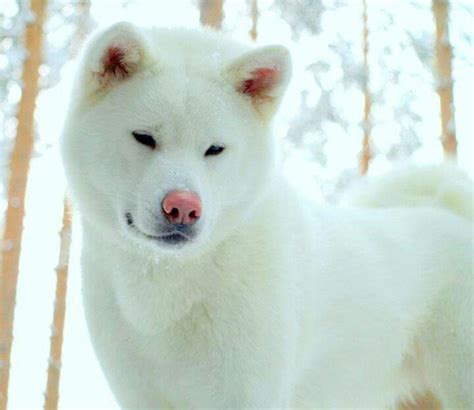 White Japanese Akita Puppies | Images and Photos finder