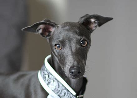 Italian Greyhound Breed Information | Lifetime Pet Cover