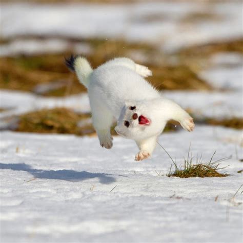 Least Weasel Snow