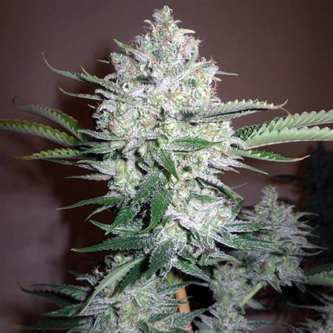 Snowcap Weed Strain - THCFarmer