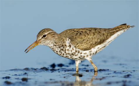 Wild Profile: Meet the spotted sandpiper - Cottage Life