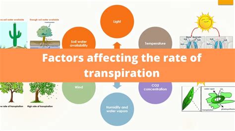 Transpiration Rate