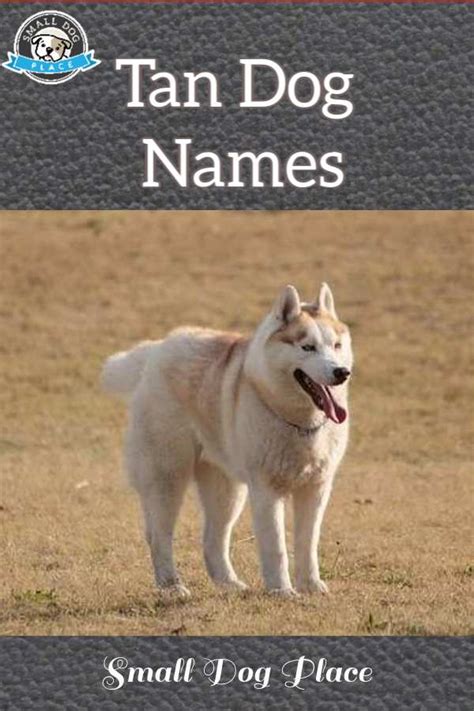 Ultimate List of Tan Dog Names for that Cream or Beige Dog