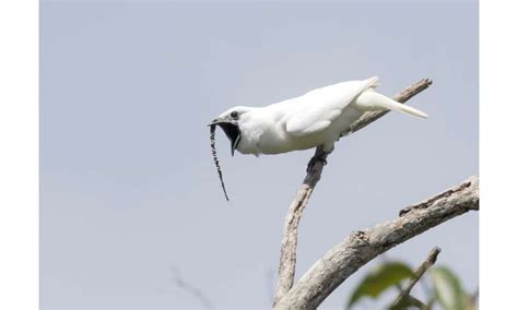 White Bellbird - Procnias albus - Carnivora