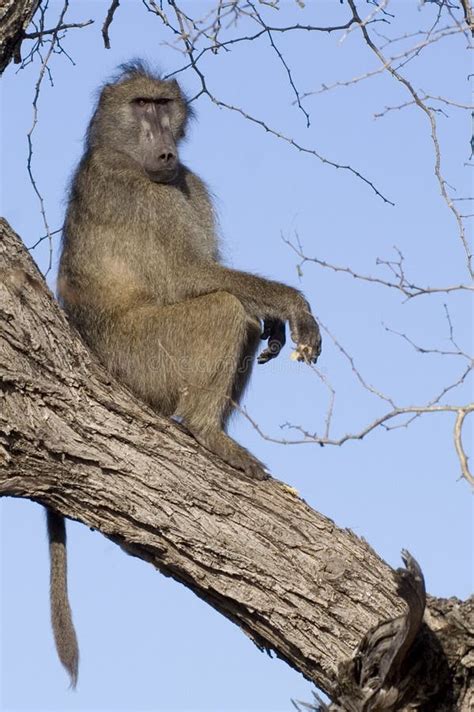 Chacma Baboon (Papio Ursinus) Stock Image - Image of ursinus, papio: 41377305