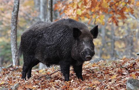 West Virginia's wild boar firearms season opens Oct. 24