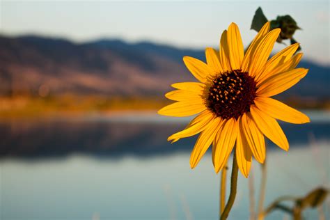 1280x1024 resolution | selective focus photography of yellow Sunflower HD wallpaper | Wallpaper ...