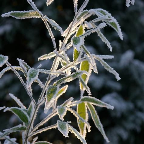 ICE in the botanical world: Frost-resistant plants - Blogionik