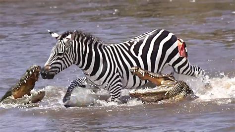 Brave Zebra Fights Off Five Crocodiles And Survives - YouTube