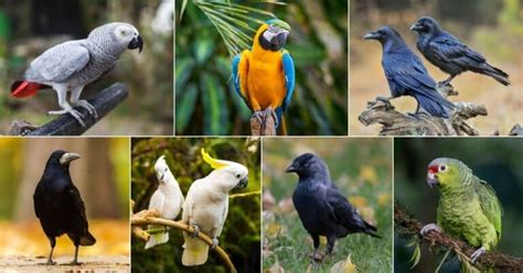 17 Smartest Birds in the World (Photos, Videos Included) - Bird Nature