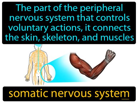 In the somatic nervous system - gareteyes