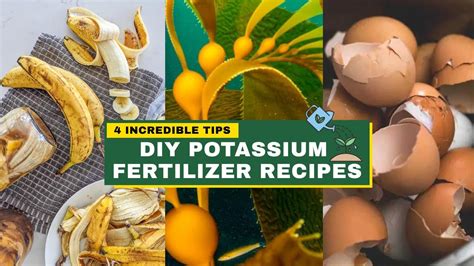 4 Best DIY Potassium Fertilizer Recipes | Best Fertiliser for Plants at ...