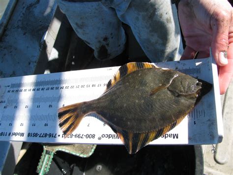 Starry Flounder caught on 2012-11-12 in Lower Coyote Creek | Inshore, South san francisco, Shoreline