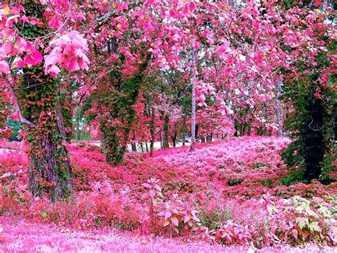 Pink Flower Garden Wallpapers|http://refreshrose.blogspot.com/