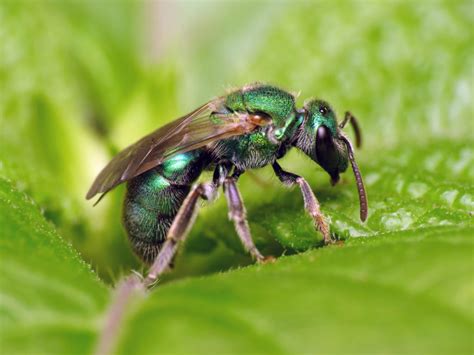 Sweat bees - Florida Wildflower Foundation