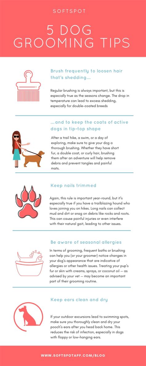 5 Dog Grooming Tips For Fall - SoftSpot®