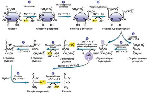 Glycolysis- 10 steps explained steps by steps with diagram. Glycolysis ...