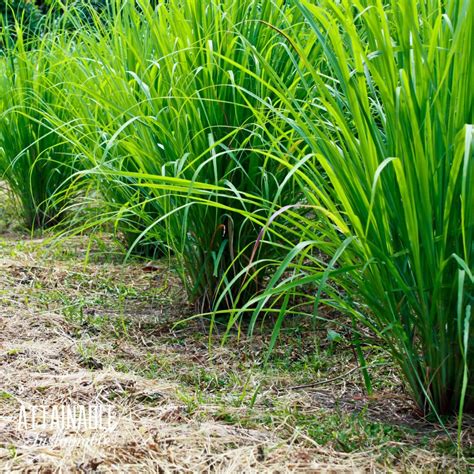 How to Grow Lemongrass (in the Garden and in Containers)