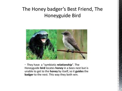 PPT - The Powerful Honey Badger PowerPoint Presentation, free download - ID:2455602