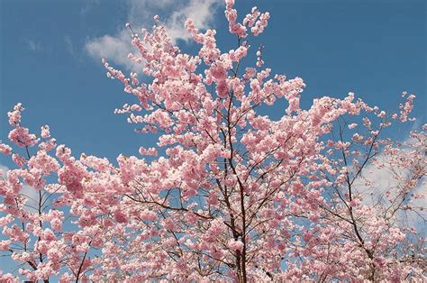 Prunus Accolade Flowering Cherry Tree | Best Flower Site