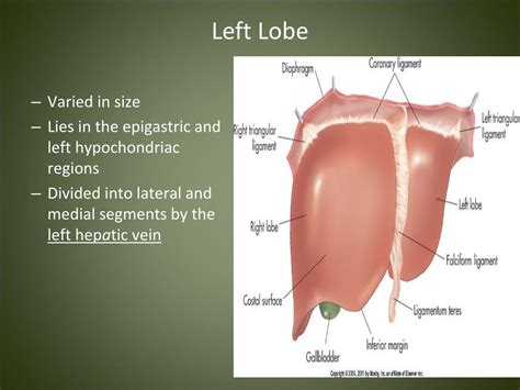 PPT - Liver & Gallbladder PowerPoint Presentation, free download - ID:4504876