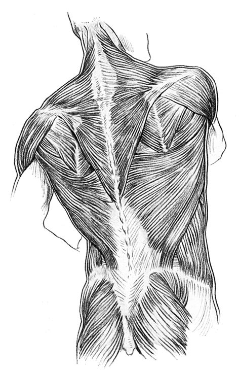 Shoulder Anatomy Clip Art 102216» Vector Clip Art - Free Clip Art Images