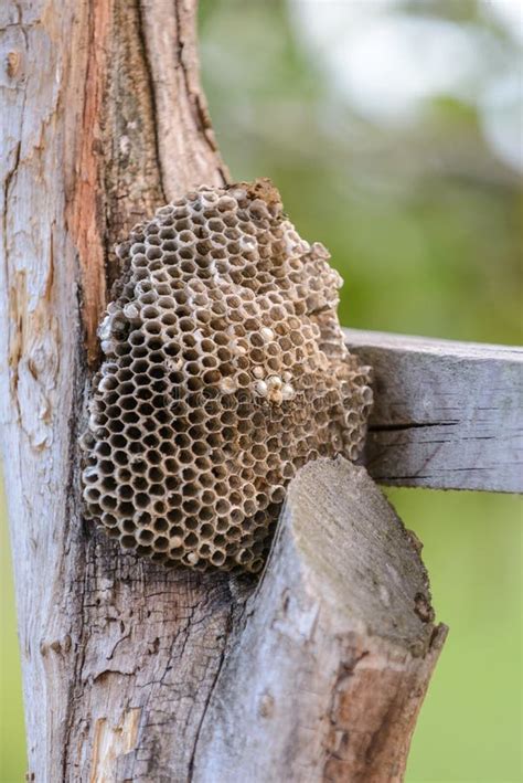 Wasps nest on tree stock image. Image of nest, wasps - 77987047