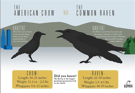 Difference Between Crow And Raven