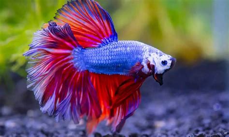 How Long Do Betta Fish Live For And How To Extend Betta Lifespan?