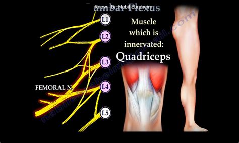 Lumbar Plexus Anatomy — OrthopaedicPrinciples.com