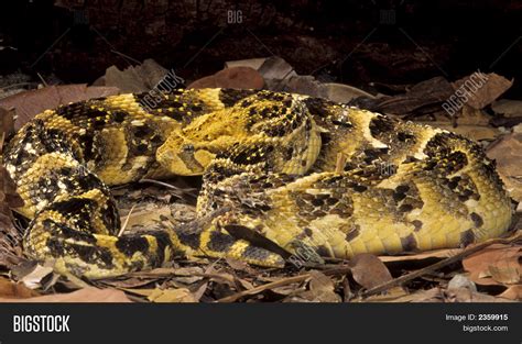 Snake-Puff Adder Image & Photo | Bigstock