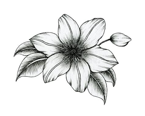 Hand Drawn Ink Clematis Flowers Isolated on White, Black and White Line Art Floral Drawing ...