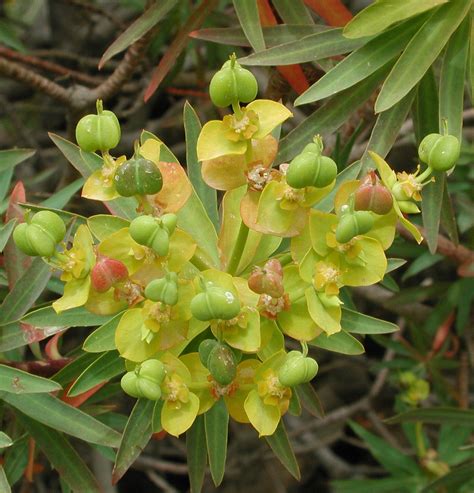 Flower Gallery :: Euphorbiaceae :: AAAA9633