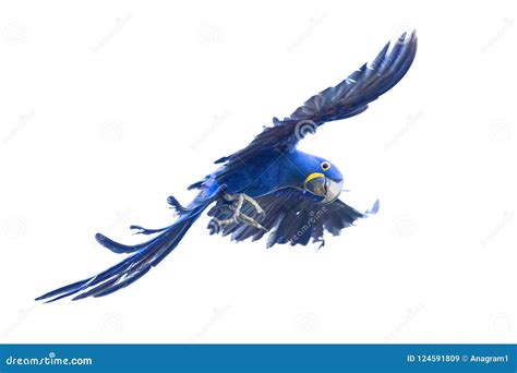 Hyacinth macaw flying stock image. Image of white, bird - 124591809